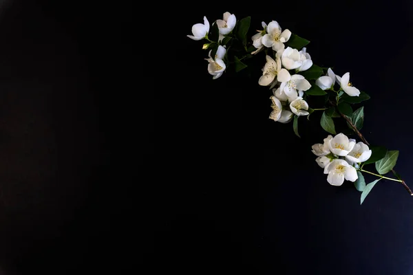 Плоская Кровать Открытка Смерть Похороны Белый Жасминовый Цветок — стоковое фото