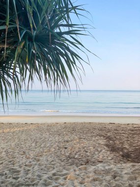 Sahil, palmiye ağaçları ve Phuket Adası 'ndaki Tayland Andaman Denizi.