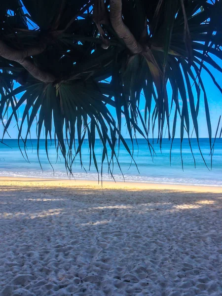 Beach Palm Trees Andaman Sea Thailand Phuket Island — Stock Photo, Image