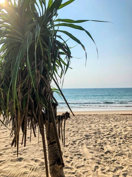 Beach Palm Trees Andaman Sea Thailand Phuket Island — Stock Photo, Image