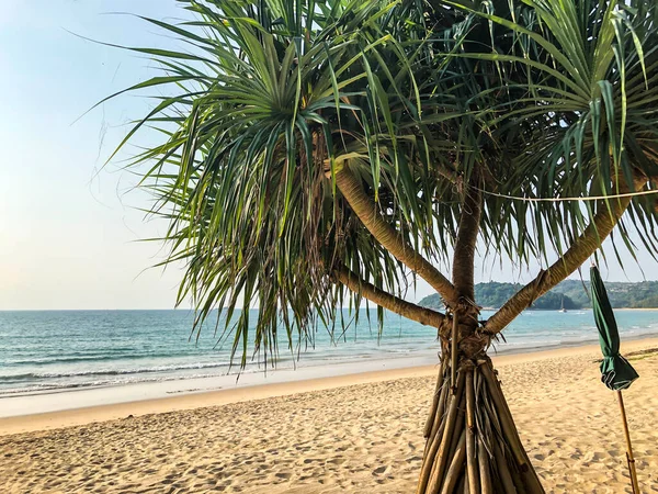 Praia Palmeiras Mar Andamão Tailândia Ilha Phuket — Fotografia de Stock