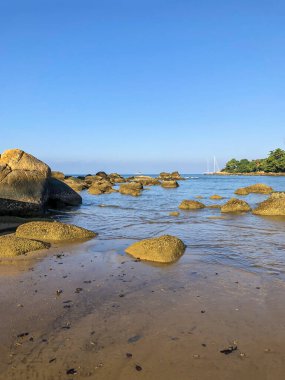 Sahil, palmiye ağaçları ve Phuket Adası 'ndaki Tayland Andaman Denizi.