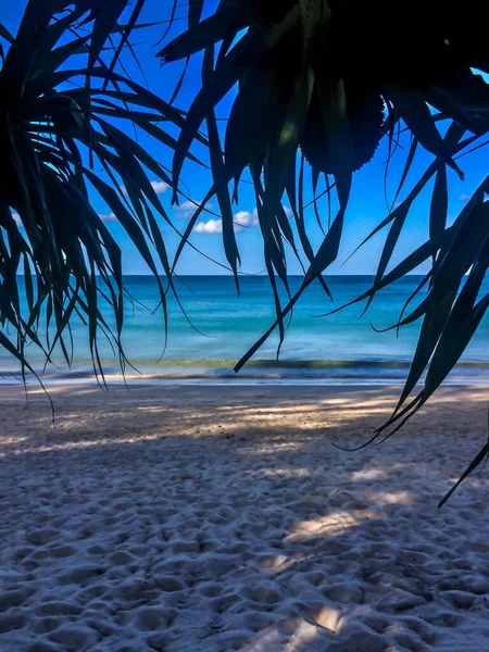 Sahil, palmiye ağaçları ve Phuket Adası 'ndaki Tayland Andaman Denizi.