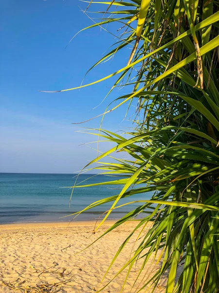 Beach Palm Trees Andaman Sea Thailand Phuket Island — Stock Photo, Image