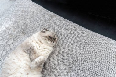 İskoç kedi cinsi, mavi gözlü beyaz, İskoç katlı.