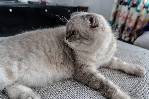 Foto Gato Escocés Pliegue Escocés Blanco Con Ojos Azules —  Fotos de Stock