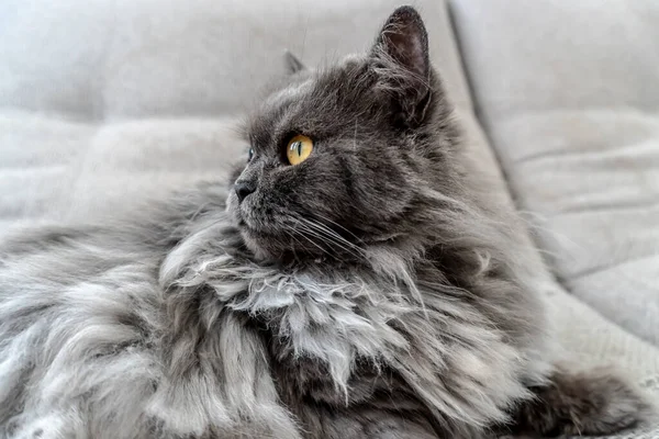 照片上美丽的灰色绒毛猫 优秀的封面 明信片 — 图库照片