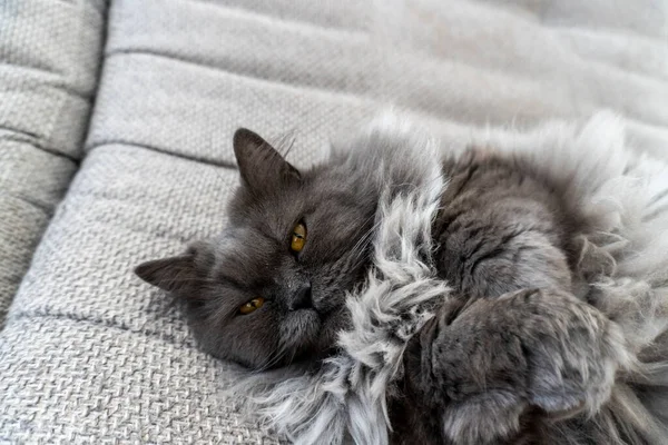 美しい灰色のふわふわの猫 ペット 表紙ポスターポストカード — ストック写真