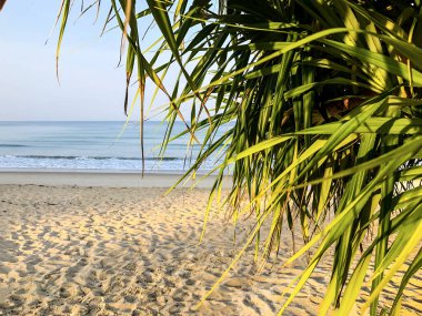 Sahil, palmiye ağaçları ve Phuket Adası 'ndaki Tayland Andaman Denizi.