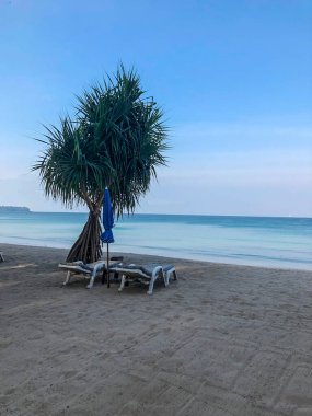 Sahil, palmiye ağaçları ve Phuket Adası 'ndaki Tayland Andaman Denizi.