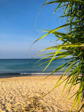 Sahil, palmiye ağaçları ve Phuket Adası 'ndaki Tayland Andaman Denizi.