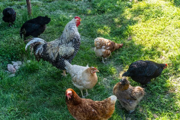 Hühner Und Hähne Spazieren Auf Kräutern Vor Dem Hof Dorf — Stockfoto