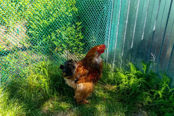 Chicken Rooster Walk Herb Yard Village — Stock Photo, Image