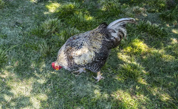 Chicken Rooster Walk Herb Yard Village — Stock Photo, Image