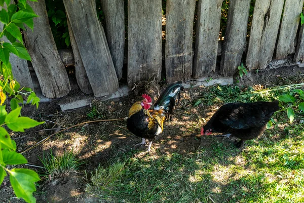 村里的小鸡和公鸡在院子外的草场上走着 — 图库照片