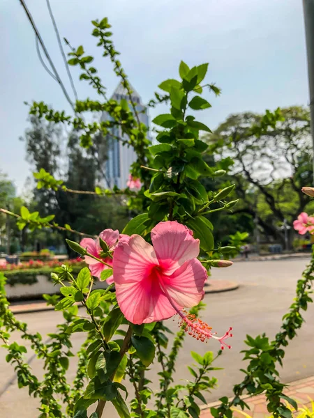 アジアの熱帯の花 — ストック写真