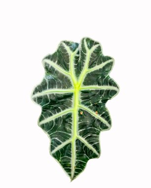 Yaprak yakın çekim izole fotoğraf