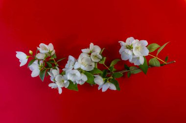 Güzel beyaz yasemin çiçekleri, çiçek açan yasemin dalı