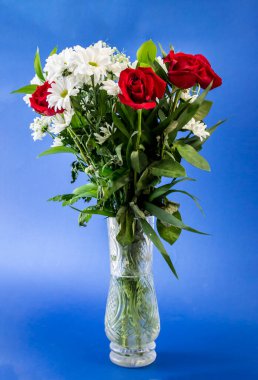 Mavi arkaplanda yalıtılmış kırmızı gül çiçekleri