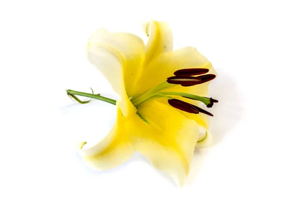 Isolated White Background Yellow Lily Flower — Stock Photo, Image