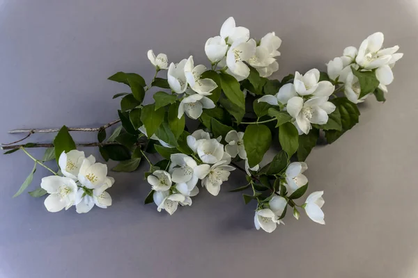 Beautiful White Jasmine Flowers Blooming Jasmine Twig — Stock Photo, Image
