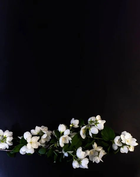 Düz Yatma, kartpostal ölüm, cenaze. Güzel Beyaz Yasemin Çiçekleri