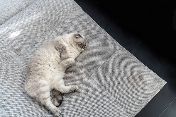 Photo Kucing Skotlandia Berkembang Biak Putih Dengan Mata Biru Skotlandia — Stok Foto