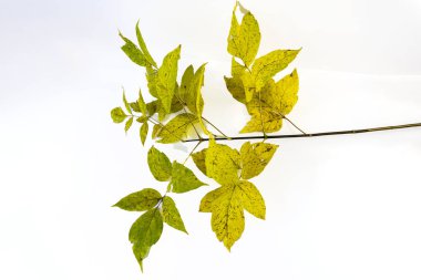 Beyaz arka planda sarı yapraklı sonbahar dalı