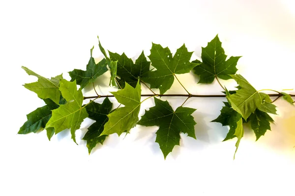 Rama Con Hojas Verdes Sobre Fondo Blanco — Foto de Stock