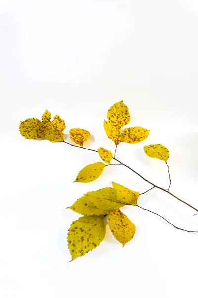 Rama Otoño Con Hojas Amarillas Sobre Fondo Blanco — Foto de Stock