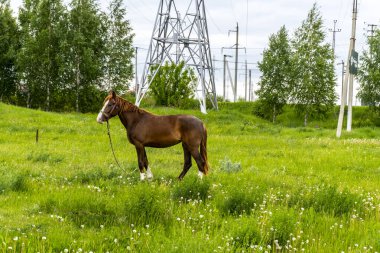 Kahverengi at yazın tarlada yürüyor.