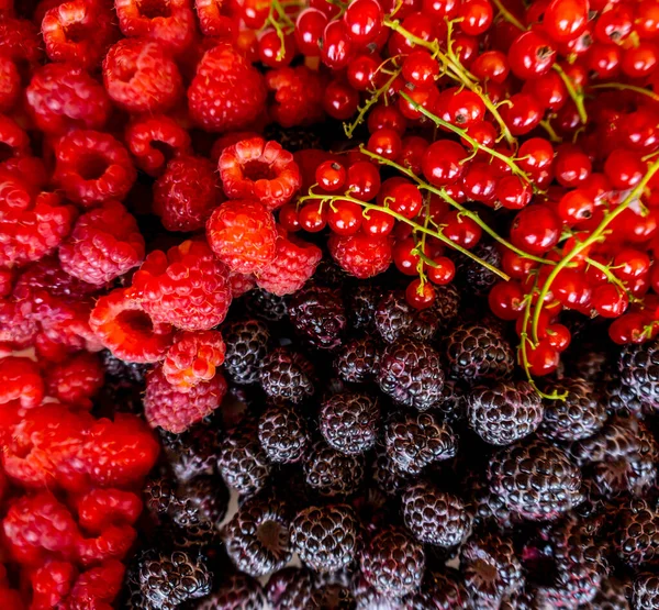 Raspberry Berry Blackberry Red Currant Plate — Stok Foto