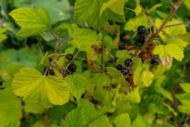 Stock Foto Buswing kara frenk üzümü, yaz ve hasat