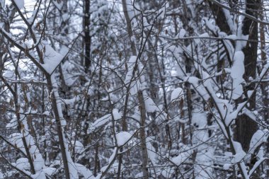 Kışın kardaki ormanın fotoğrafı.