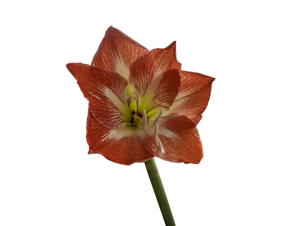 Isolato Sfondo Bianco Bel Fiore Rosso Arancio — Foto Stock