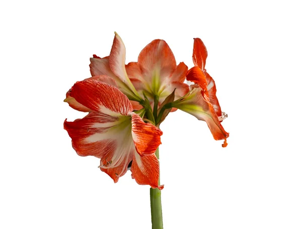 Isolado Fundo Branco Bela Flor Laranja Vermelha — Fotografia de Stock
