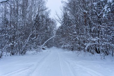 Kışın kardaki ormanın fotoğrafı.
