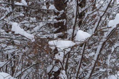 Kışın kardaki ormanın fotoğrafı.