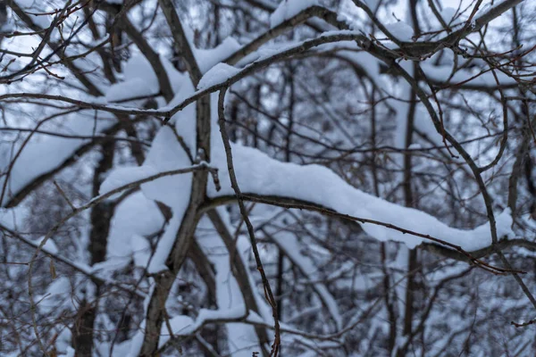 Фото Лісу Взимку Снігу — стокове фото