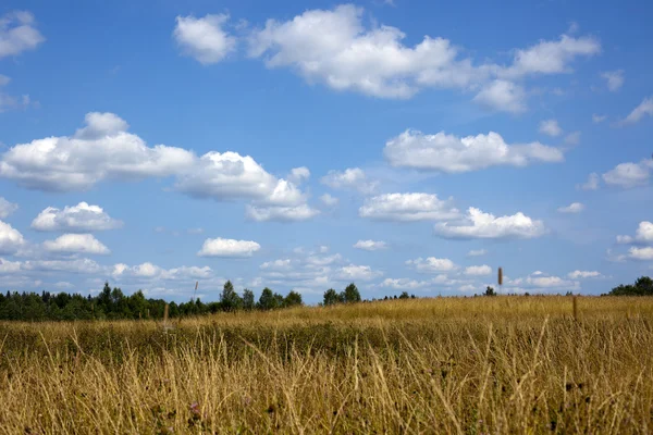 Bulutlar beyaz ile mavi gökyüzü altında yeşil çayır