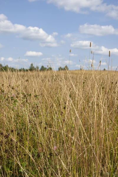Bulutlar beyaz ile mavi gökyüzü altında altın çayır