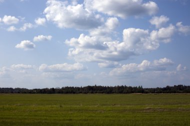 Bulutlar beyaz ile mavi gökyüzü altında yeşil çayır