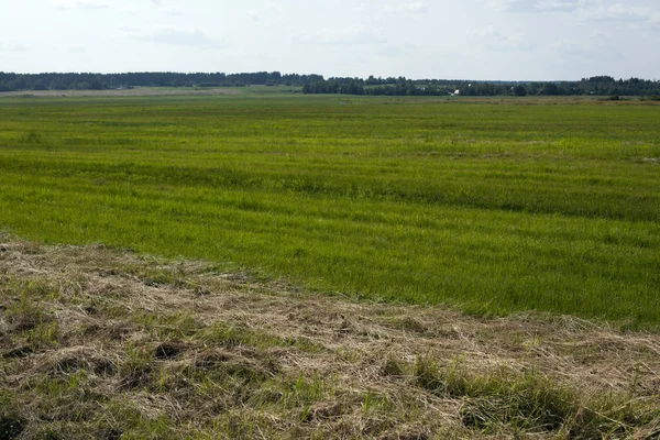 Bulutlar beyaz ile mavi gökyüzü altında yeşil çayır