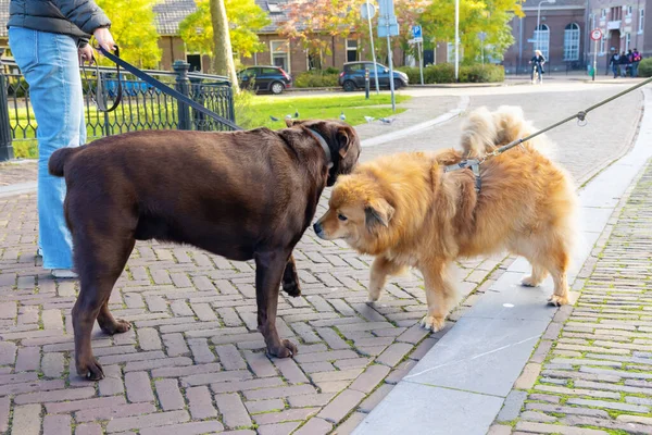 Due Cani Elo Labrador Incontrano Città Annusano — Foto Stock