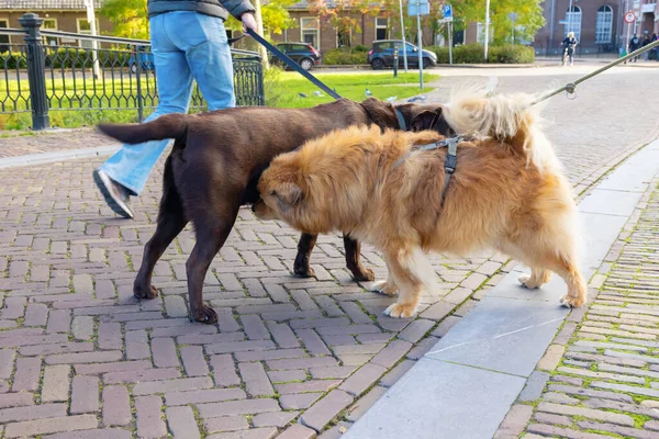 Due Cani Elo Labrador Incontrano Città Annusano — Foto Stock