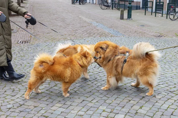 三只狗 一只爱洛和两只周周 在城里相遇 互相嗅嗅 — 图库照片