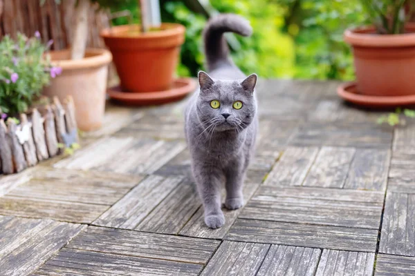 British Shorthair Cat Walking Terrace — Stock Photo, Image