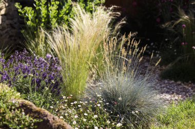 Garden bed with different types of grass