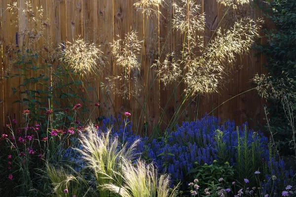 Prairie Garden Bed Beautiful Grass Morning Sunlight Front Wooden Fence — Stok fotoğraf