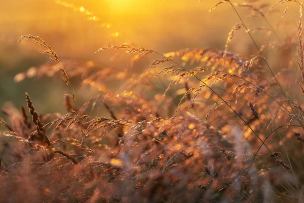 Grass Field Sunset — Stock Photo, Image